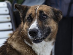 Ölen sahibinin dönmesini 9 yıl bekleyen köpek: Kırım'ın Haçiko'su