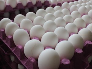 Belçika’da zehirli yumurta skandalı