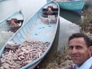 Çin sazanı balıkçıların korkulu rüyası oldu