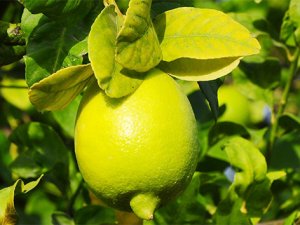 Limon yağının cilde faydaları