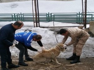 Hakkari'deki köpekler sağlık taramasından geçirildi