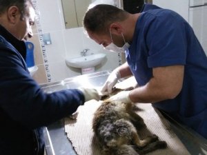 Köpeklerin saldırdığı yavru tilki kurtarıldı
