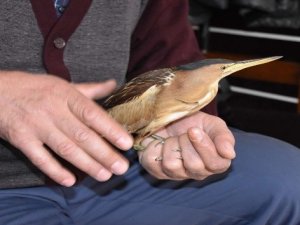Hakkari'de Balaban kuşu bulundu