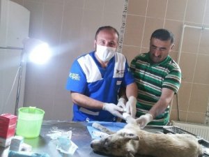 Hakkari'de 202 sokak hayvanına kuduz aşısı yaptırıldı