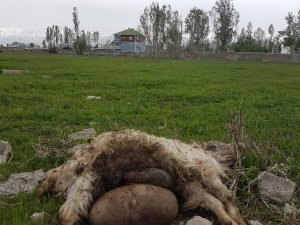 Yüksekova'da başıboş köpekler 18 keçiyi telef etti
