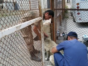 Hakkari'de sahipli hayvanlara kuduz aşısı yapıldı