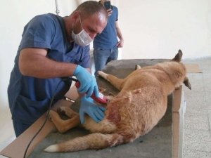 Ayakları kırılan köpek Van'a sevk edildi