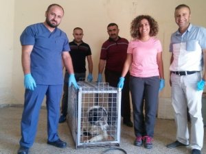 Yürümeyen köpek sağlığına kavuştu