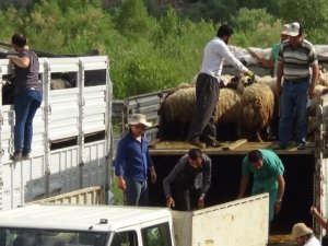 Hakkari'de 987 küçük baş hayvan dağıtıldı