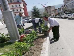Hakkari Belediyesinden yeşillendirme çalışması