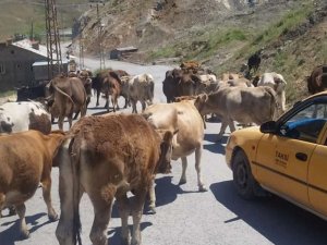 BELEDİYE’DEN BAŞIBOŞ BIRALIKILAN HAYVANLAR İÇİN UYARI!