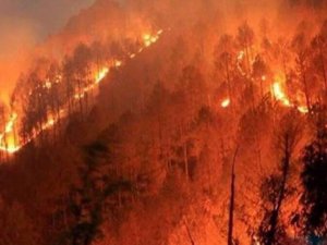 Amazonlar'dan sonra Afrika'daki ormanlar da yangına teslim