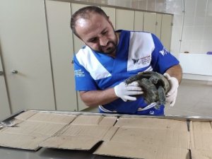Veterinere getirilen kaplumbağa sağlam çıktı