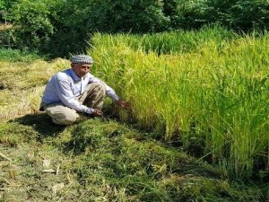 Devlet teşvik etti, köylüler tekrar tarıma döndü