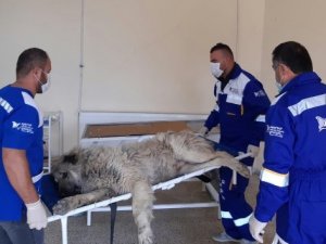 Hakkari'de sokak hayvanın bakım ve tedavileri yapıldı