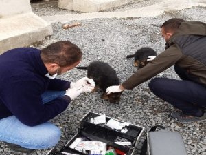 Hakkari belediyesinden köpek ve kedilere kuduz aşısı yapıldı