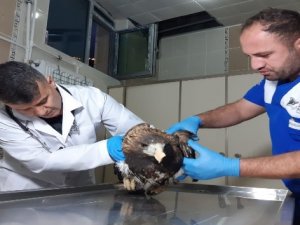 Yaralı kaya kartalı tedavi altına alındı