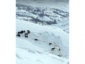 Hakkari'de at sürüsü ölüme terk edildi
