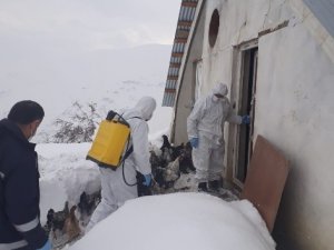 Hakkari'de tavuk çiftlikleri ilaçlandı