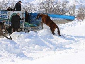 Hakkari'deki sahipsiz atlara vatandaşlar sahip çıktı