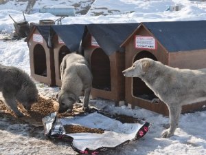 Avustralya'dan Yüksekova'ya köpek barınağı
