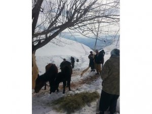 Ölüme terk edilen hayvanlara köylüler sahip çıktı