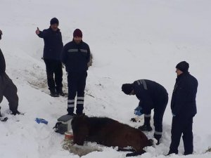 Hakkari’de Soğuktan Donan At Kurtarıldı