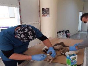 Ölüme terk edilen yavru köpekler kurtarıldı