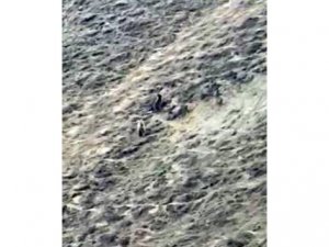 İnsanlar evlerine çekilince ayılar yaşam alanlarına indi
