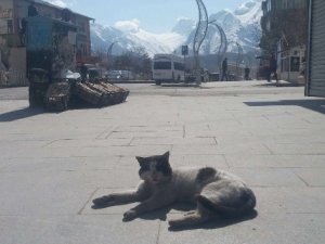 Hakkari'nin caddeleri sahipsiz kedilere kaldı