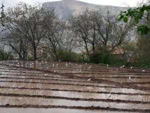 Göçmen kuşlar Çukurca'yı mesken tuttu