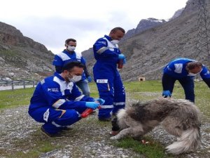 Hakkari'de sokak hayvanları unutulmadı