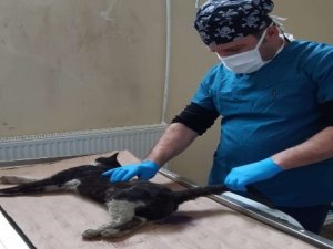 Aracın çarptığı kedi tedavi altına alındı