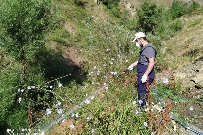 Hakkari belediyesi larvasit ilaçlama çalışması başlattı