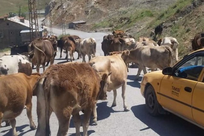 Başıboş bırakılan hayvan sahiplerine idari ceza