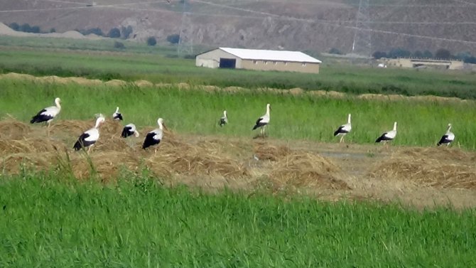 Leylekler Yüksekova'yı sevdi