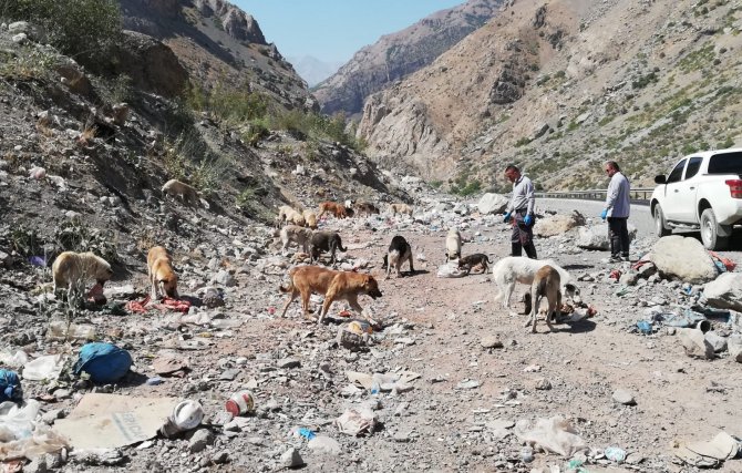 Hakkari’de sahipsiz hayvanlara yiyecek bırakıldı