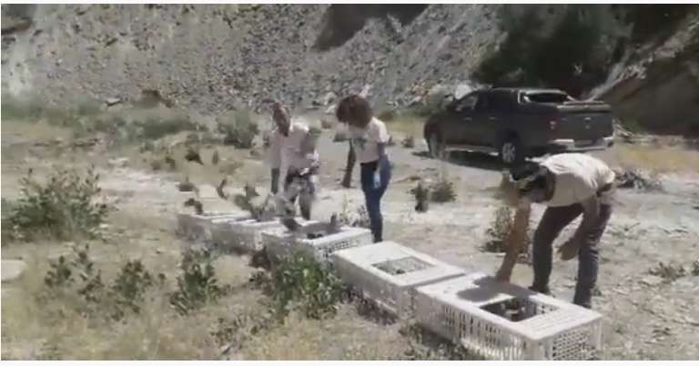 Hakkari'de bin kınalı keklik doğaya bırakıldı
