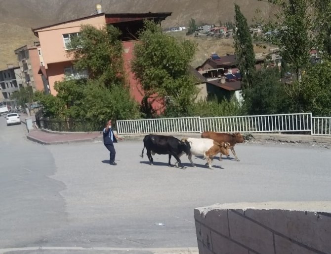 Başıboş inekler kaçtı, zabıta kovaladı