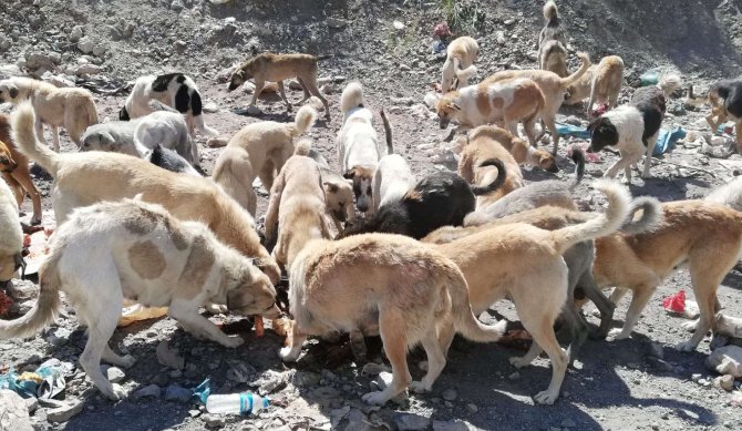Hakkari’de Sokak hayvanlarına “Şefkat eli”
