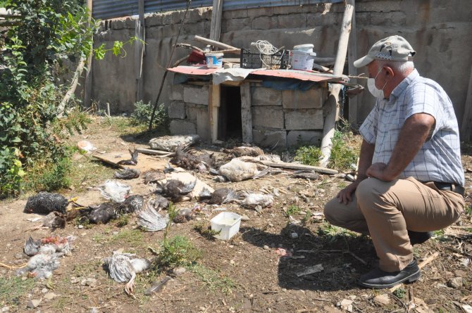 Aç köpekler çok sayıda hindiyi telef etti