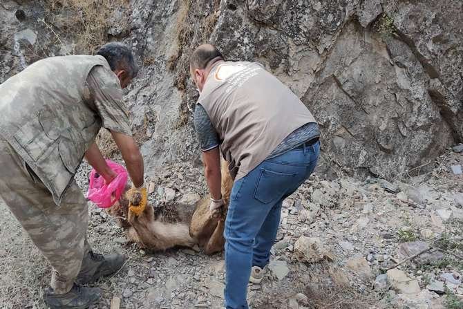 Kayalıklara sıkışan köpeği korucular kurtardı