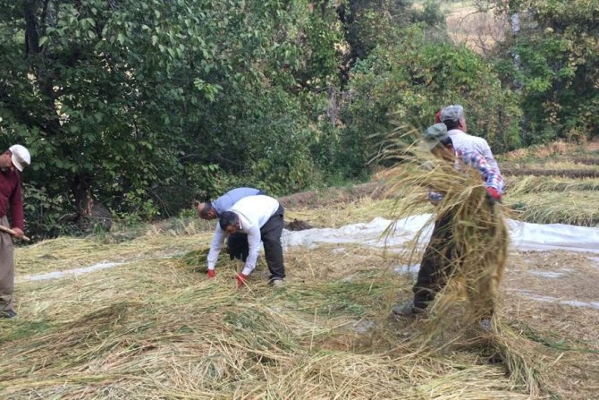 Çukurca'da çeltik hasadı başladı
