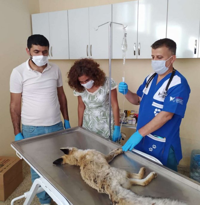 Zehirlenen Tilki tedavi altına alındı