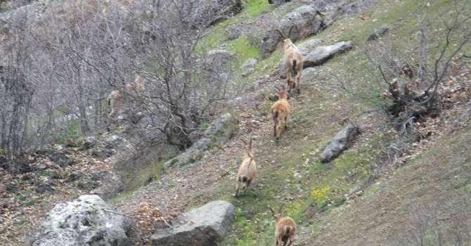 İkiyaka dağlarında dağ keçileri görüntülendi