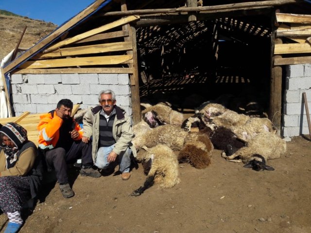 Ahıra giren boz ayılar, ailenin binbir emekle yetiştirdiği 70 koyunu telef etti