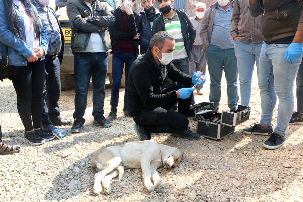 Minibüs sürücüsünün çarpıp kaçtığı köpeğe, vatandaşlar sahip çıktı