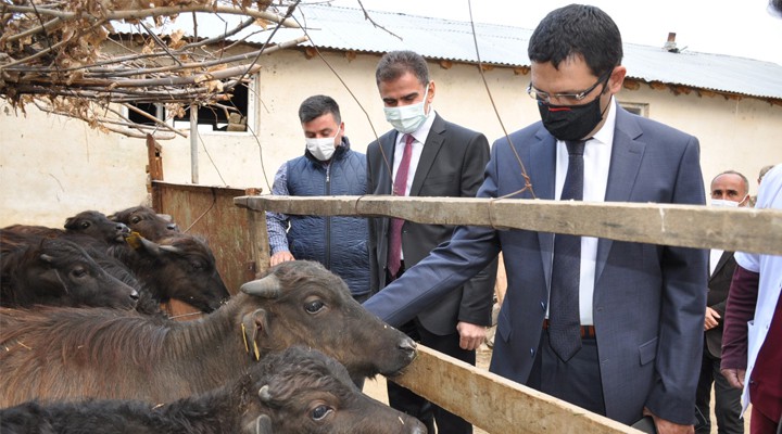 Kaymakam Doğramacı manda çiftliğini ziyaret etti