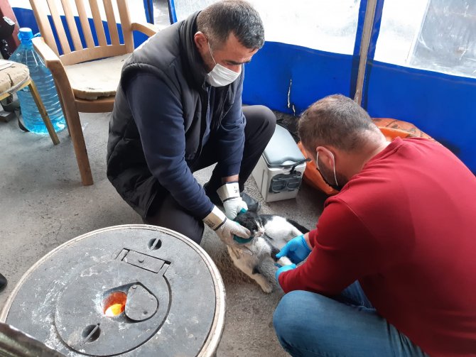 Hakkari’de can dostlar için zamana karşı yarış