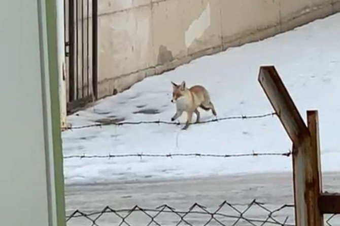Okulun bahçesine gelen tilki kamerada